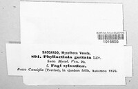 Phyllactinia guttata image